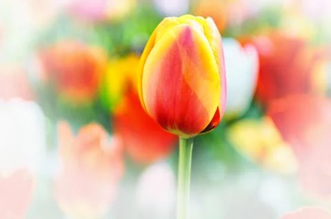 Spring tulip Stock Photos