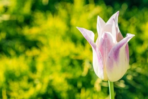 Spring Tulip Stock Photos