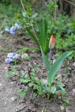 Spring tulip Stock Photos
