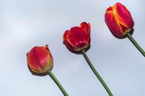 Spring tulip Stock Photos