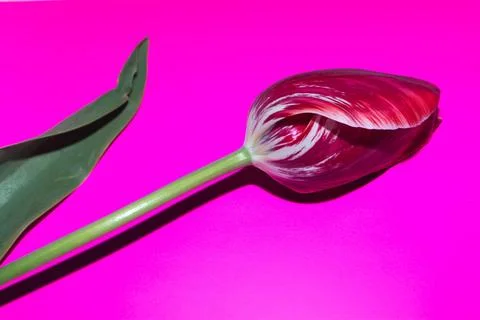 Spring tulip Stock Photos