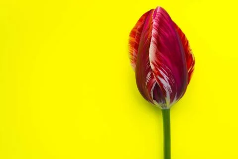 Spring tulip Stock Photos