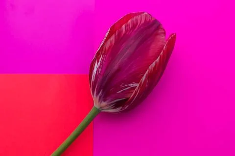 Spring tulip Stock Photos