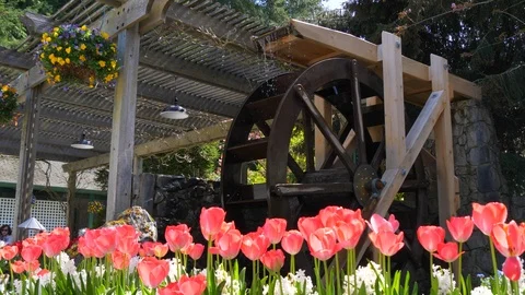 Spring Tulips and Waterwheel Background, Colorful Garden Background, Fresh Green Stock Footage 99234545