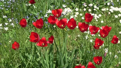 Spring  tulips background in wind Stock Footage 132571675