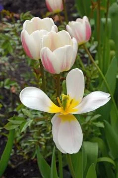 Spring tulips in bloom Stock Photos