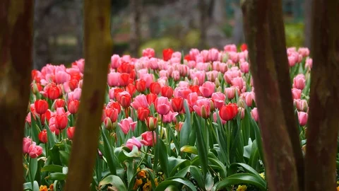 Spring Tulips Blooming Stock Footage 126291536