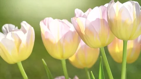 Spring tulips blooming in a spring garden. Bright Tulips flower, sun light Stock Footage 328192896