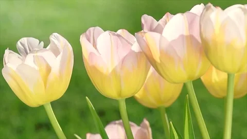 Spring tulips blooming in a spring garden. Bright Tulips flower Stock Footage 341894849