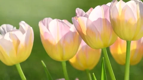Spring tulips blooming in a spring garden. Bright Tulips flower, sun light Stock Footage 341983475