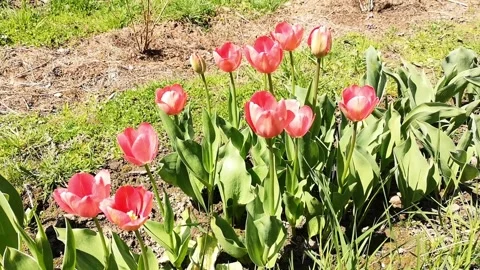 Spring. Tulips. Blooming tulips in the frame. Stock Footage 264119691