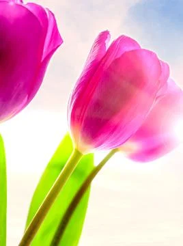 Spring tulips on blue background with light rays. Beautiful flowers. Stock Photos