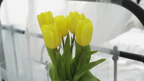 Spring tulips bouqet in vase Video HD Stock Footage