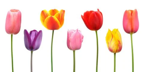 Spring tulips in bright assorted colors Stock Photos