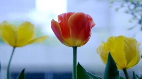 Spring tulips close up Stock Footage 128161740