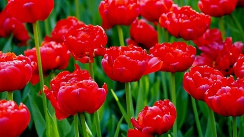 Spring tulips flower field Vídeos de archivo 93966829