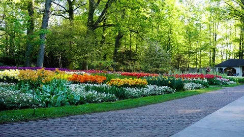 Spring Tulips Flowerbeds Stock Footage 105410357