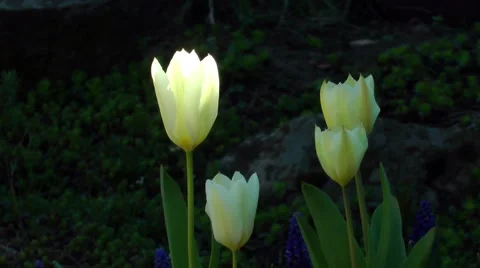 Spring tulips flowers glowing backlit gentle breeze yellow Stock Footage 49463089