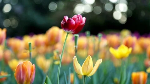 Spring tulips flowers in the wind Stock Footage 89576887