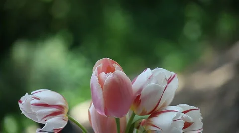 Spring tulips Stock-Footage 3169602