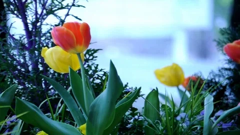 Spring tulips Stock Footage 128161741