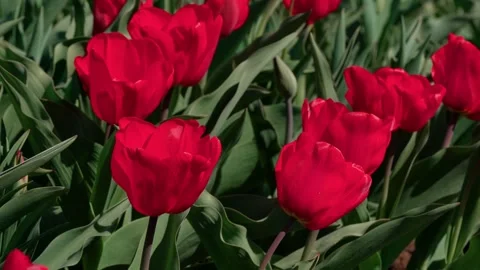 Spring tulips Stock Footage 333816003