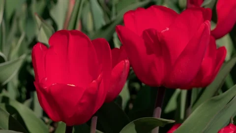 Spring tulips Video stock 333816426