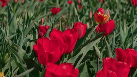 Spring tulips Video stock 333816477
