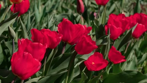 Spring tulips Video stock 333817066