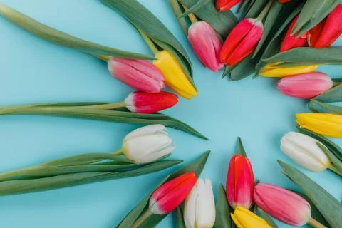 Spring tulips frame on background, top view. Postcard for Women's Day. Stock Photos