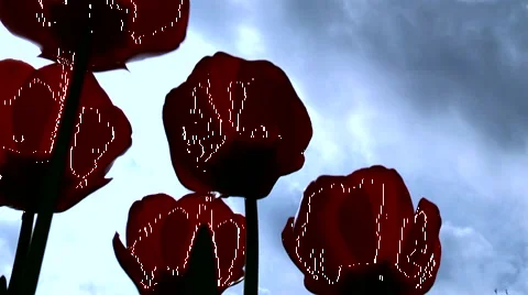 Spring tulips in the garden. Stock Footage 4906100