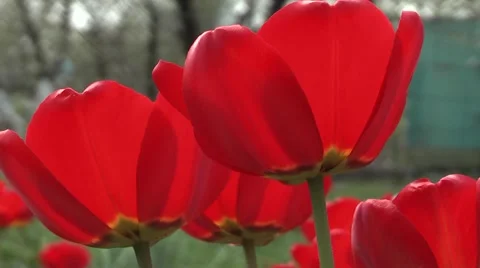 Spring tulips in the garden. Video stock 4907174