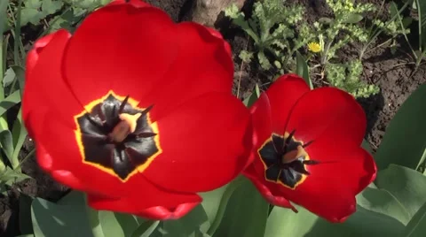 Spring tulips in the garden. Stock Footage 5091181
