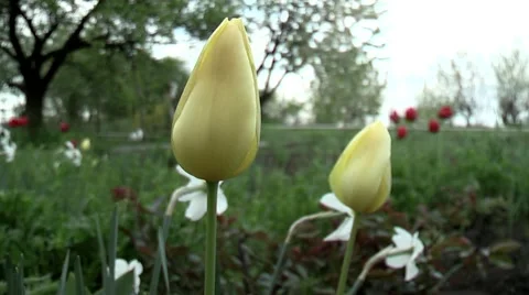 Spring tulips in the garden. Stock Footage 5297129
