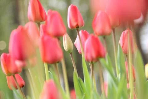 Spring tulips in garden Stock Photos