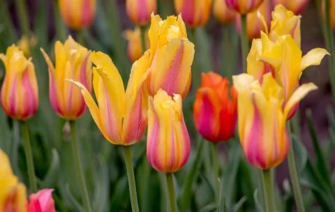Spring tulips in a garden Stock Photos