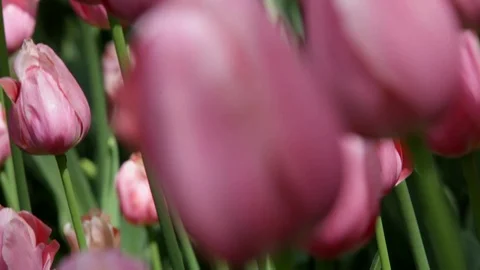 Spring tulips in a garden in the sunshine Video stock 124208432