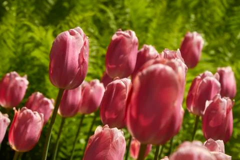Spring tulips in a garden in the sunshine Stock Photos