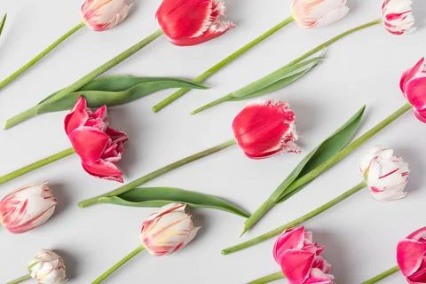 Spring tulips on gray background Stock Photos
