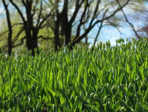 Spring tulips hill Stock Photos