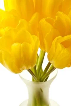 Spring Tulips Isolated Stock Photos