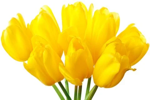 Spring Tulips Isolated Stock Photos