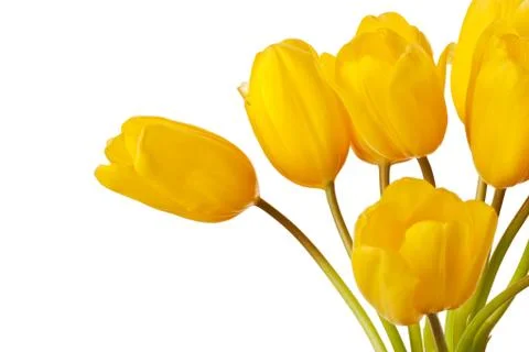 Spring Tulips Isolated Stock-Fotos