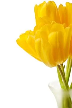 Spring Tulips Isolated Stock Photos