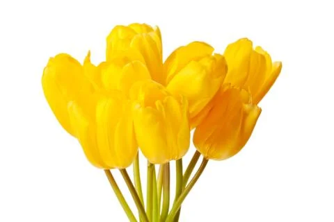 Spring Tulips Isolated Stock Photos