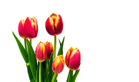 Spring tulips isolated on white background 库存照片