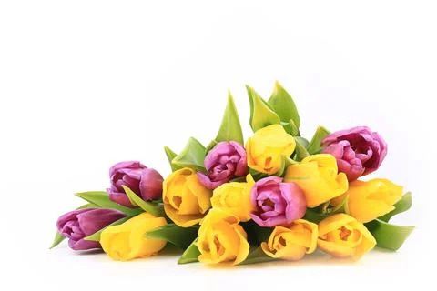 Spring tulips isolated on a white background Stock Photos