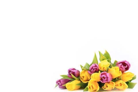 Spring tulips isolated on a white background Stock Photos