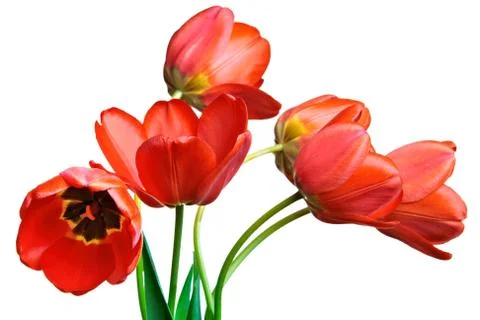 Spring tulips Isolated on white Stock Photos