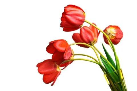 Spring tulips Isolated on white Stock Photos